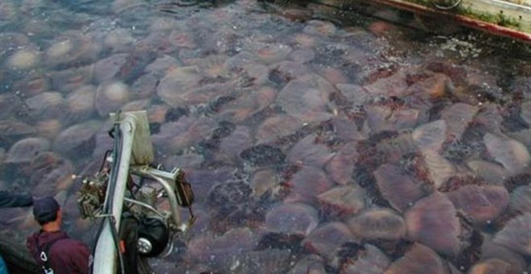 μεδουσες ιαπωνια