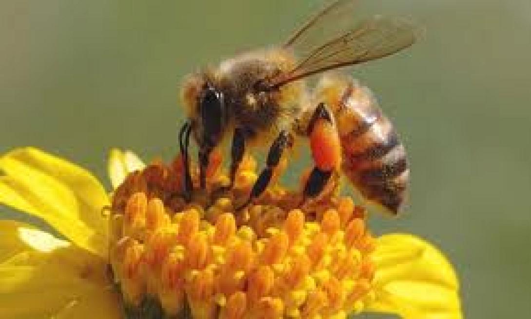 Απειλή για την αναπαραγωγή των φυτών η μείωση των πληθυσμών μέλισσας