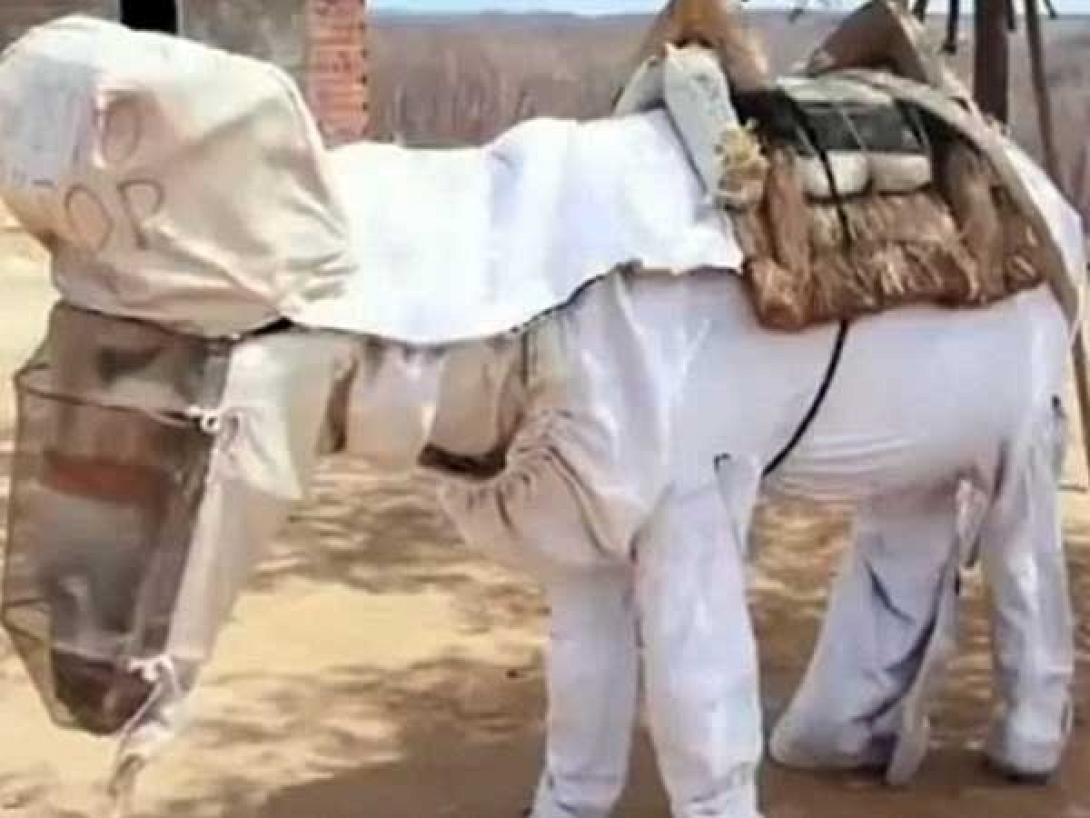 Ενας γάιδαρος... μελισσοκόμος! (βίντεο)