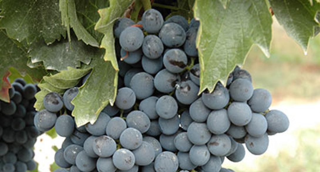 Την Τετάρτη συνεδριάζει η ΕΑΣΗ για τα οινοστάφυλα 