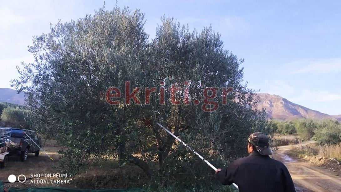 Λιομάζωμα στο Μεσοχωριό