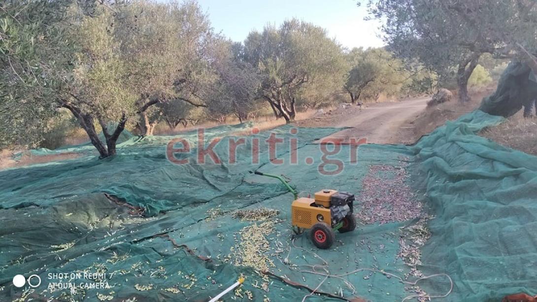Από νωρίς φέτος η ελαιοσυλλογή 