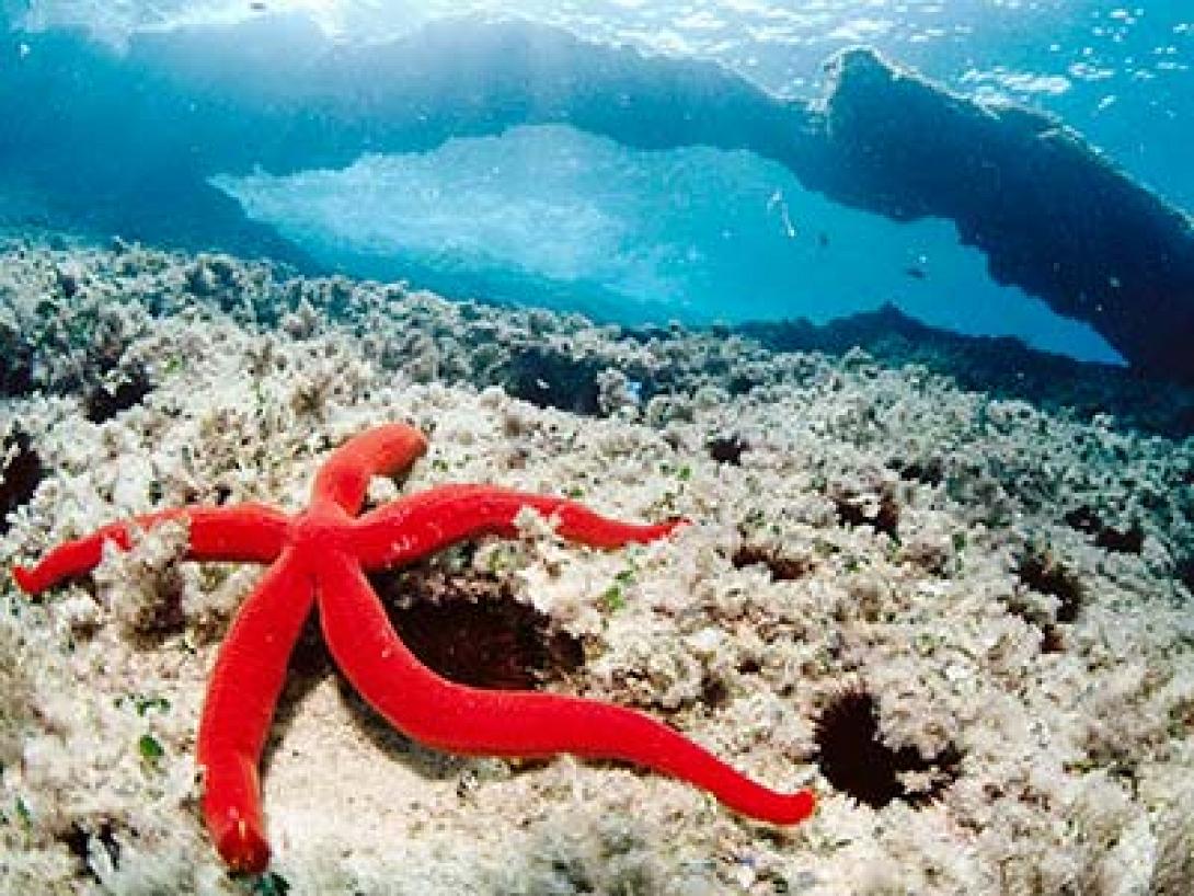 O "κρητικός στόλος" με τα φουσκωτά στη μάχη κατά των χημικών