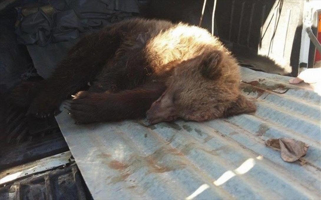 Μάχη για να σώσουν ένα τραυματισμένο αρκουδάκι στο Μέτσοβο