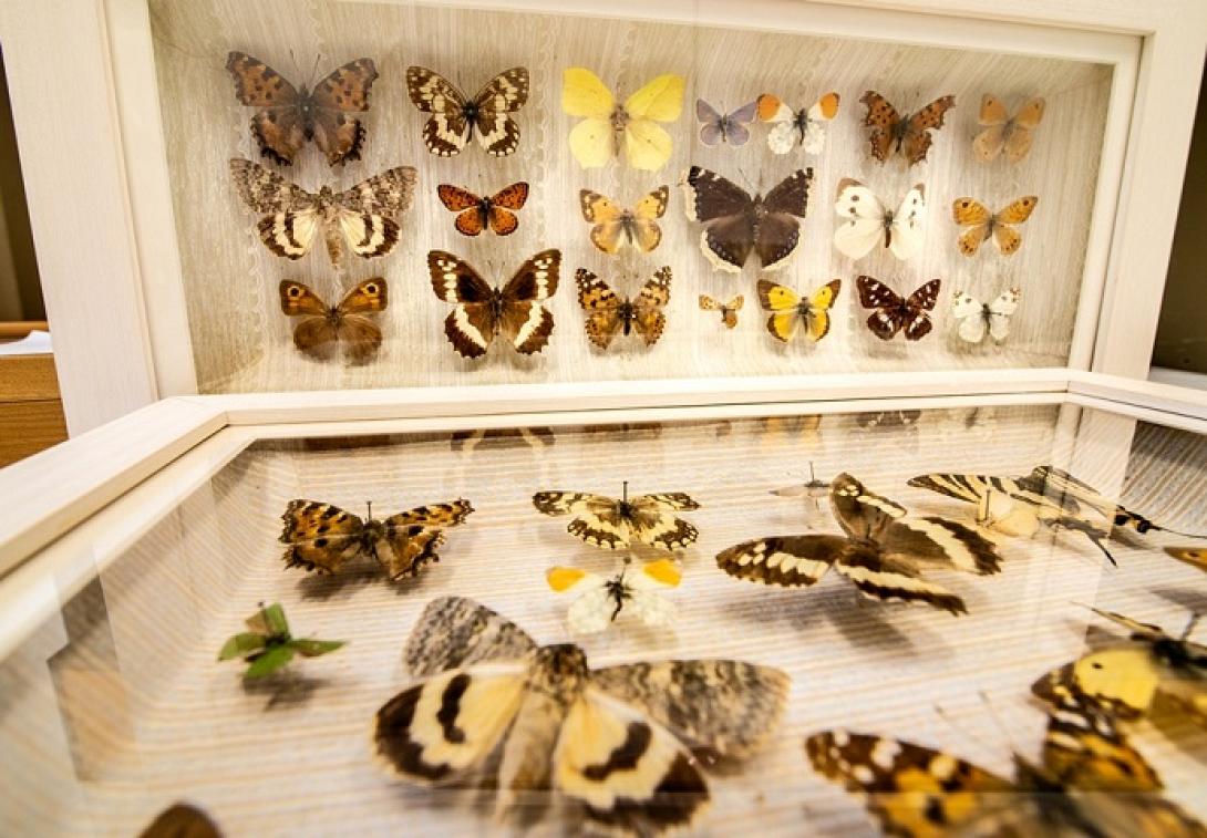 Πεταλούδες ΜΦΙ