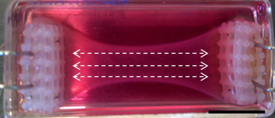 Δημιουργήθηκε σκελετικός μυς που αυτό-θεραπεύεται 