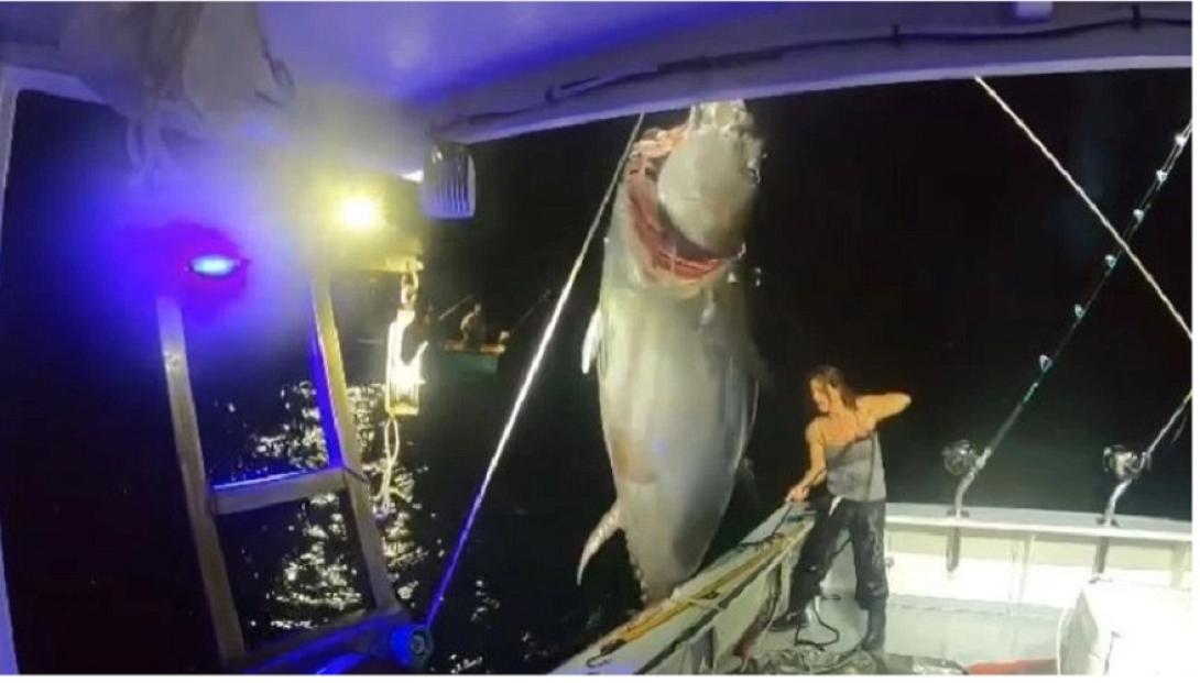 ΨΑΡΕΜΑ ΤΟΝΟΣ