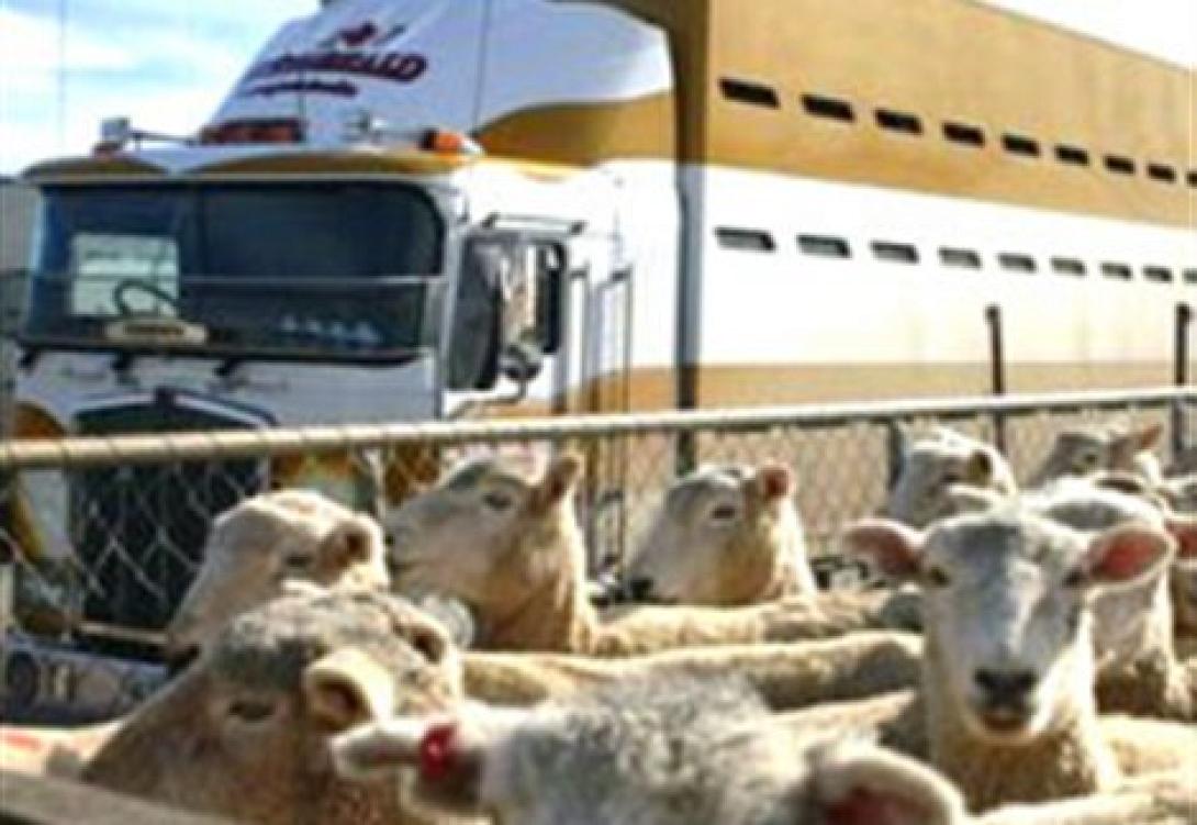 μεταφορά ζώων