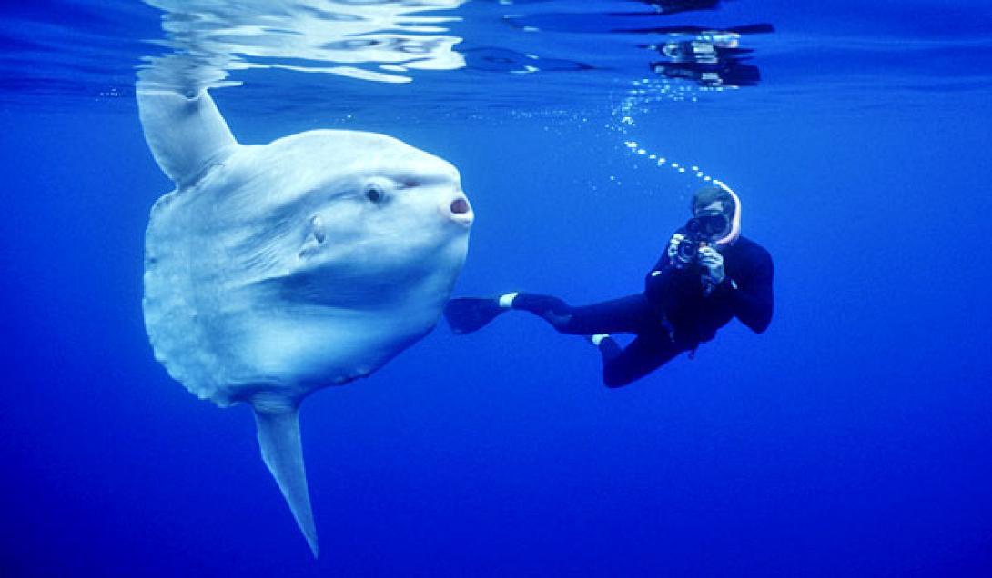 mola1.jpg