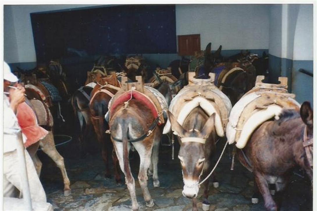 Αλβανία: Με τα ...μουλάρια "έρχεται" το χασίς στην Ελλάδα