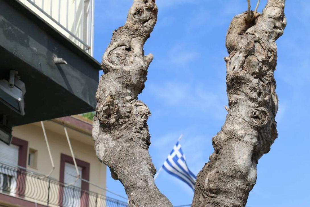 μουριά έντομο