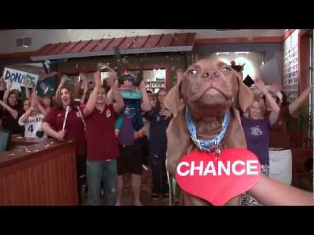 Συγκινητικό βίντεο για τα αδέσποτα, με τη βοήθεια των Abba.