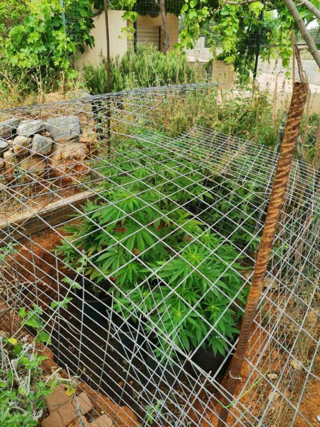 καλλιεργούσε χασίς στην αυλή του