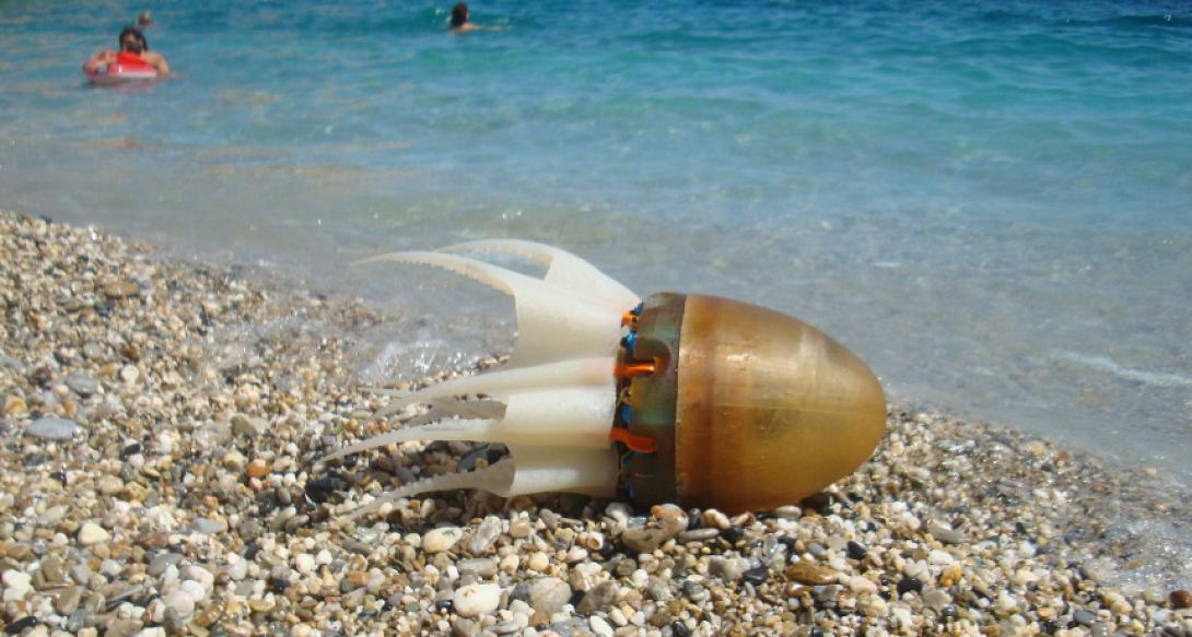 Το ρομποτικό χταπόδι του ΙΤΕ κλέβει τις παραστάσεις!(βίντεο)