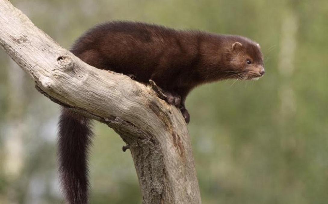 βιζόν νυφίτσα