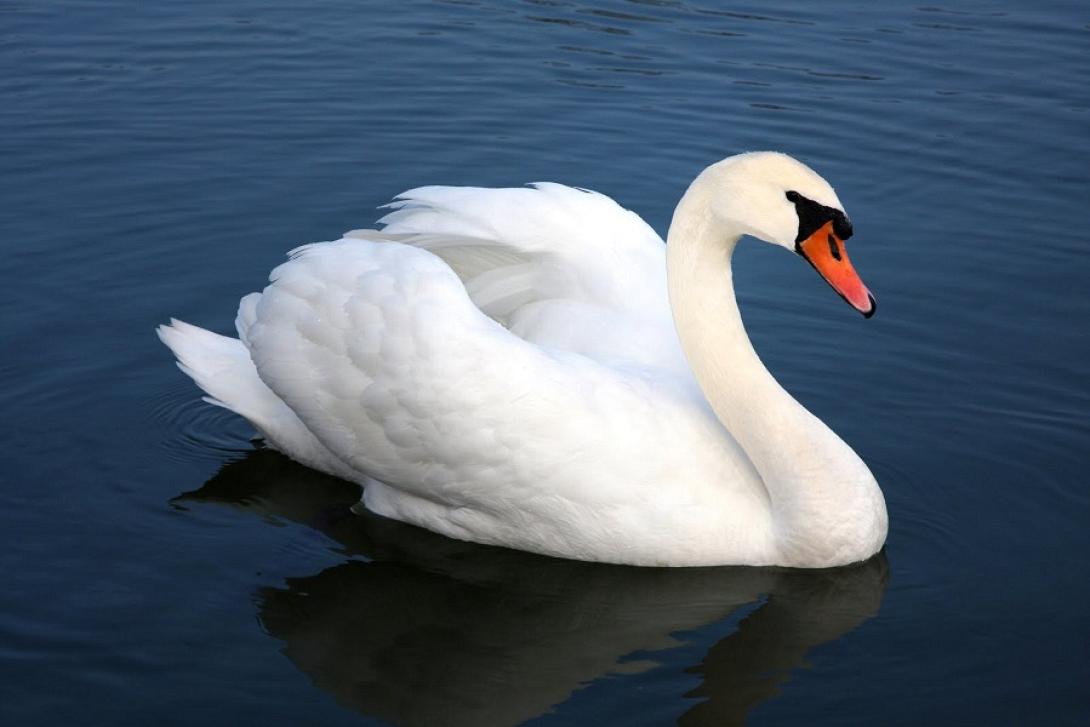 κύκνος
