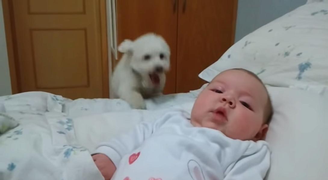 Η υπερπροσπάθεια ενός κουταβιού να δει το μωρό! (βίντεο) 