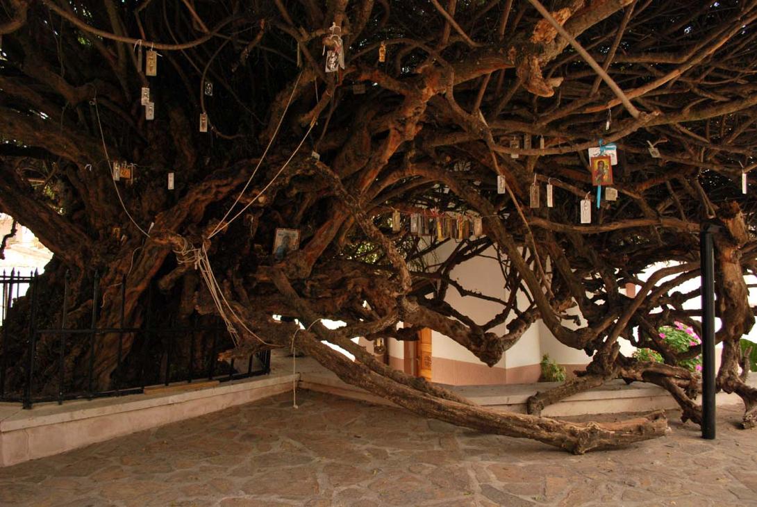 Γιορτάζει η Αγία Μυρτιά της Παλιανής