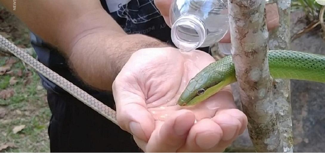 φίδι στην Ταϊλάνδη