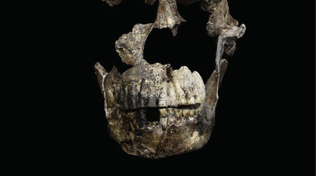 απολιθωματα