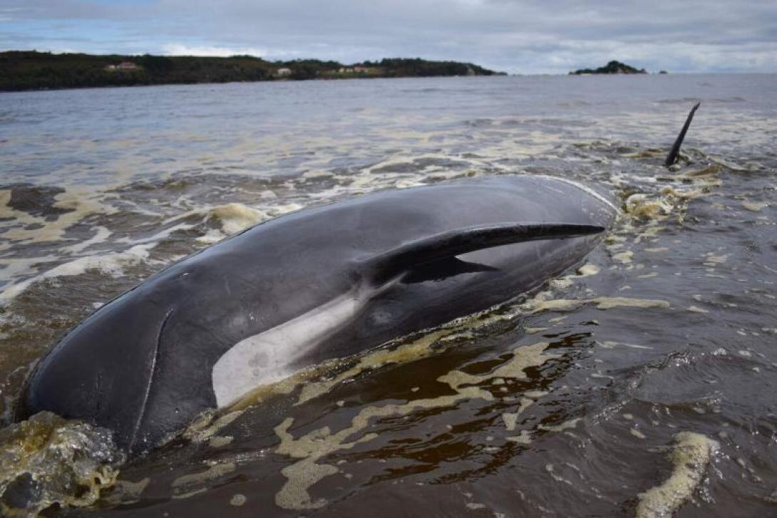 νέα ζηλανδία