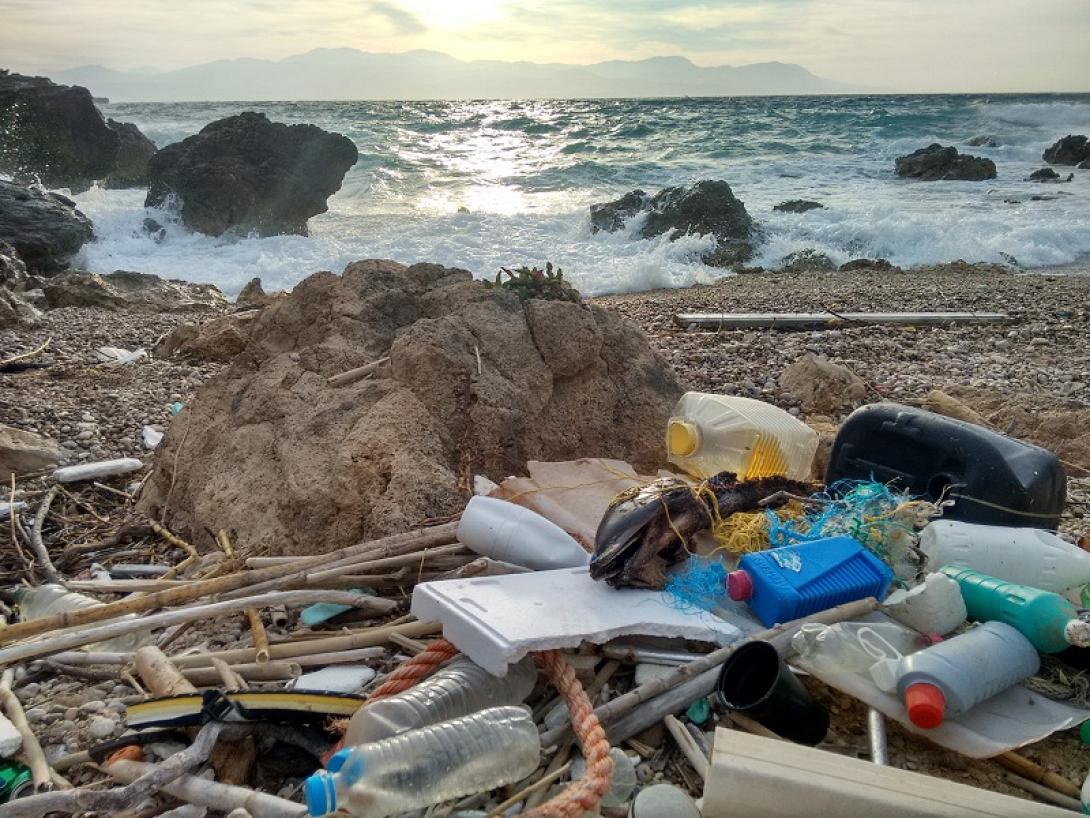 νεκρό δελφίνι