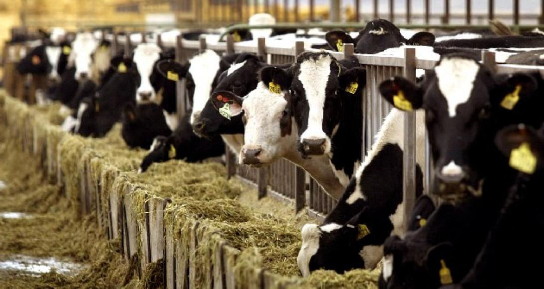 Δέσμευση 80 τόνων εισαγόμενων ζωοτροφών στον Πειραιά