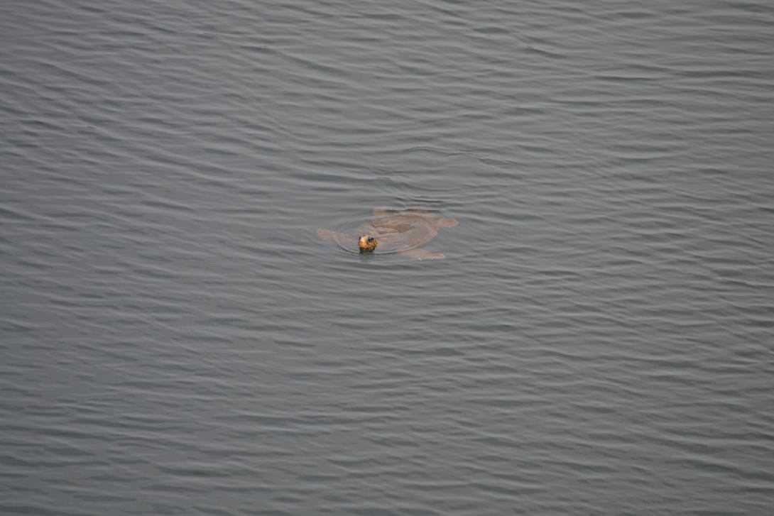 νικόλας άγιος νικόλαος