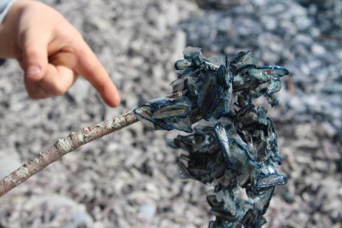 μυστηριώδη πλάσματα