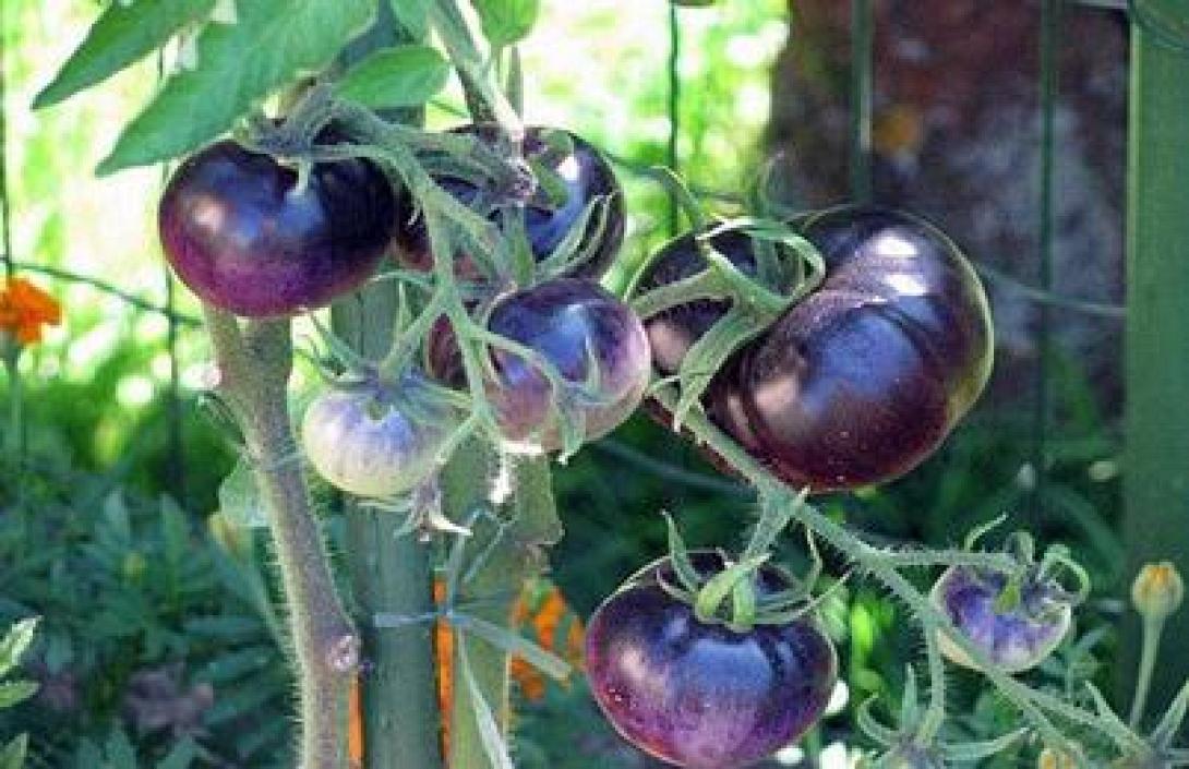 Παράχθηκε ο πρώτος γενετικά μεταλλαγμένος ντοματοχυμός