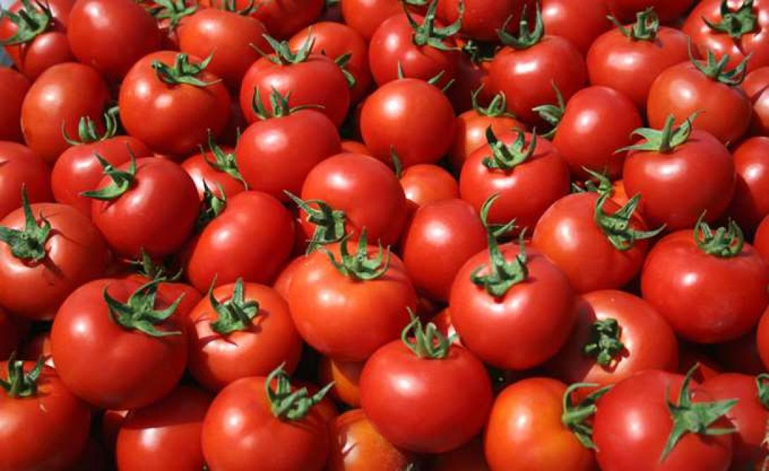 ντομάτες