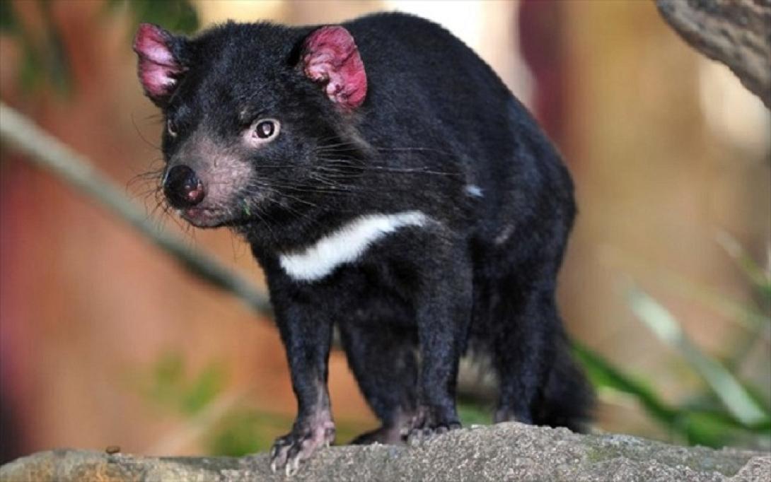 δαιμονας της ταζμανιας