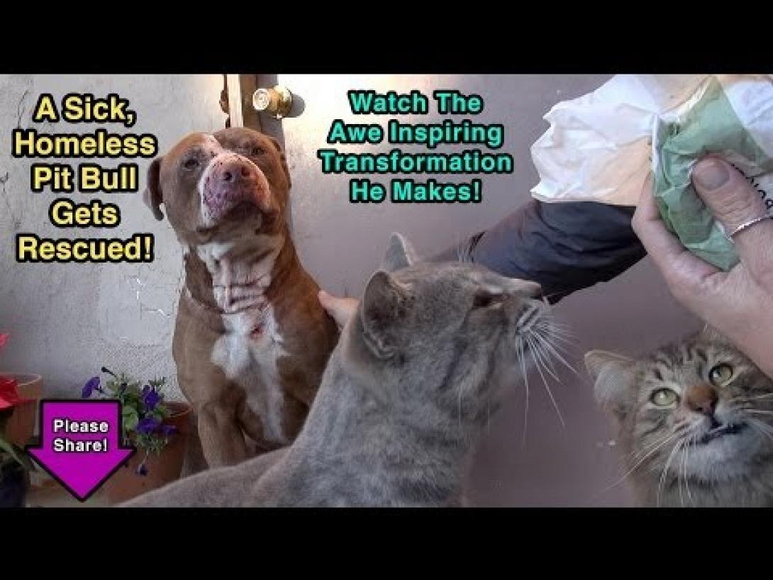 Εγκαταλελειμμένο pit bull μαθαίνει να αγαπά ξανά τους ανθρώπους