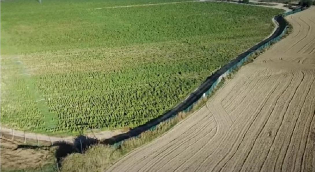 φυτεια κανναβη