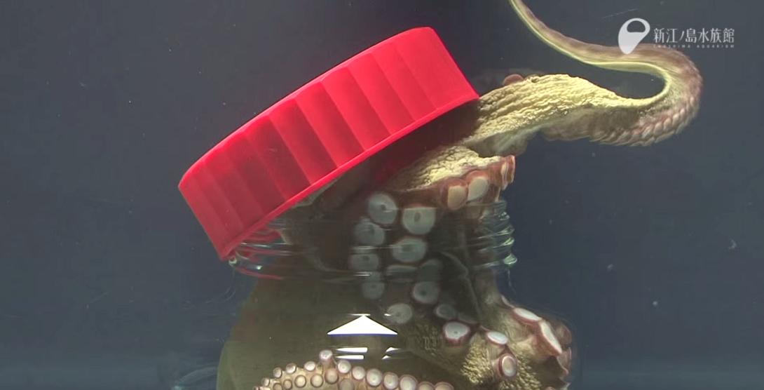 Η μεγάλη απόδραση ενός χταποδιού! (βίντεο)