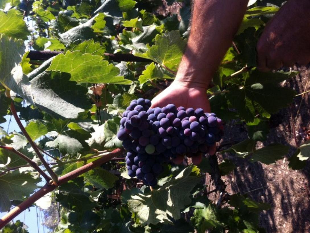 Τι ποικιλίες οινοστάφυλων θα παραλαμβάνει η Ε.Α.Σ. Σητείας 