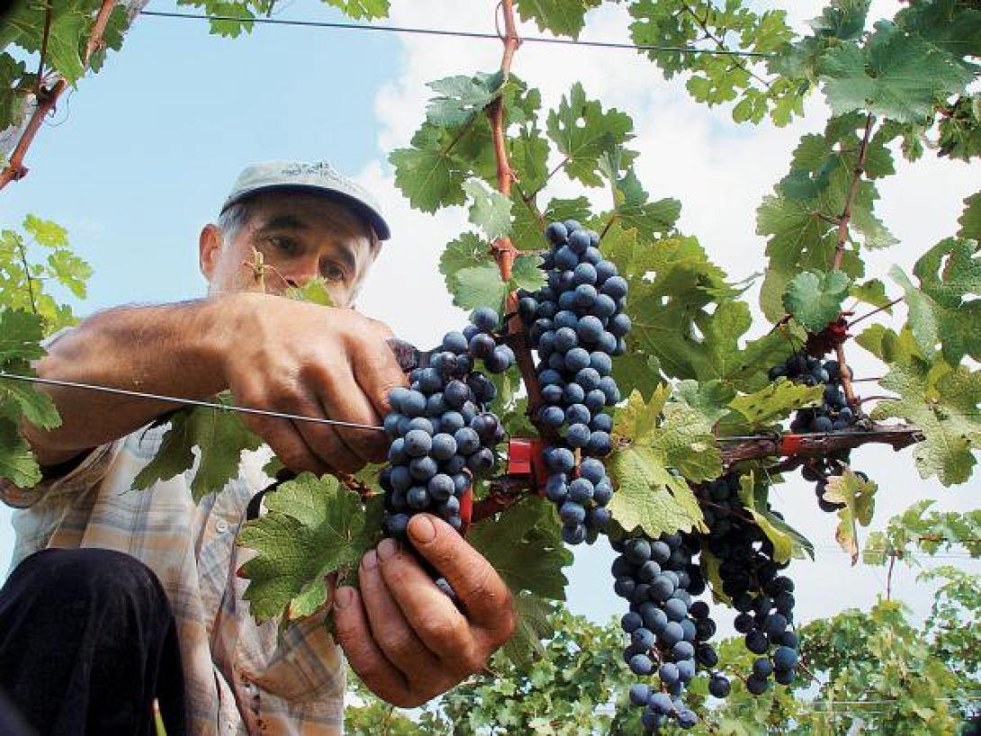 Τιμές πολλών ταχυτήτων αποφάσισε στα οινοστάφυλα