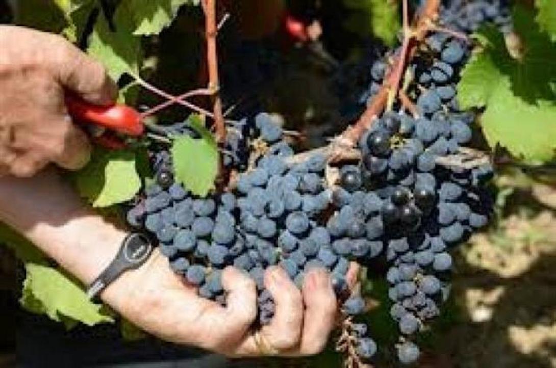 Υποχρεωτική η υποβολή δήλωσης συγκομιδής για τους παραγωγούς οινοστάφυλων