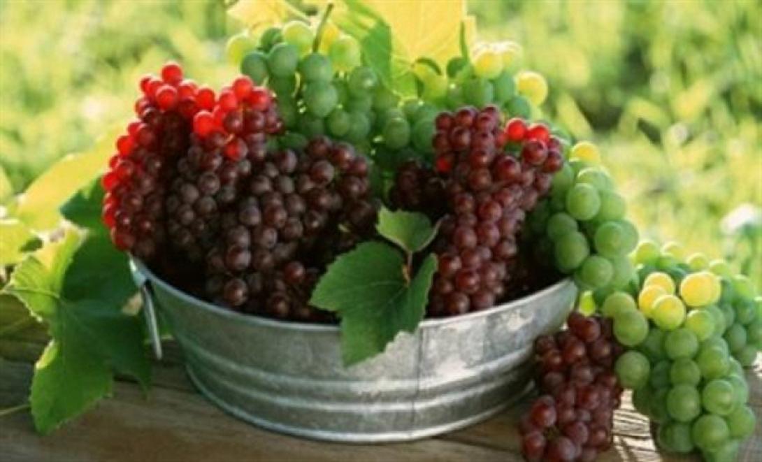 Μαντηλάρι και ροζάκι θα δέχεται το οινοποιείο Παλιανής