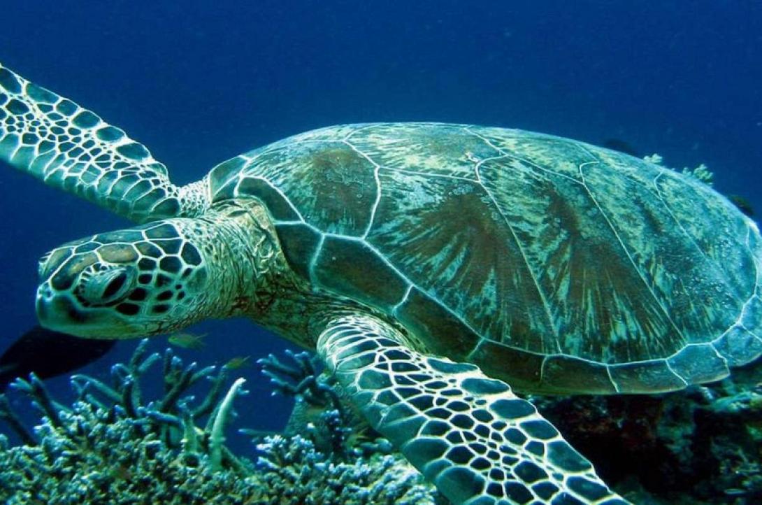omilo-blog-sea-turtle-001.jpg
