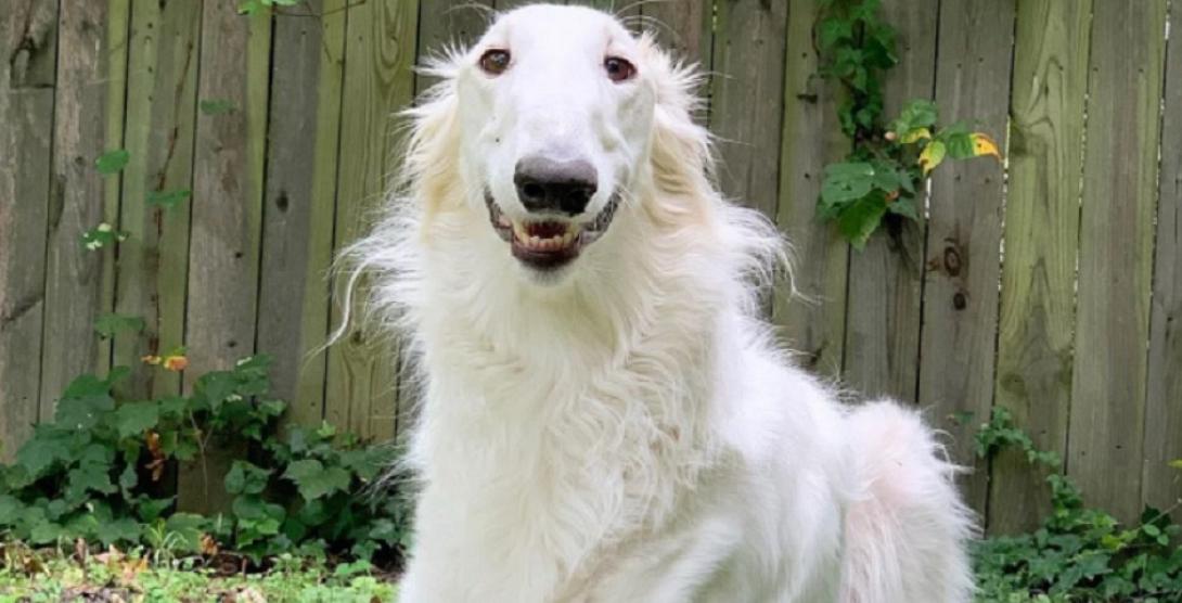  λευκό Borzoi