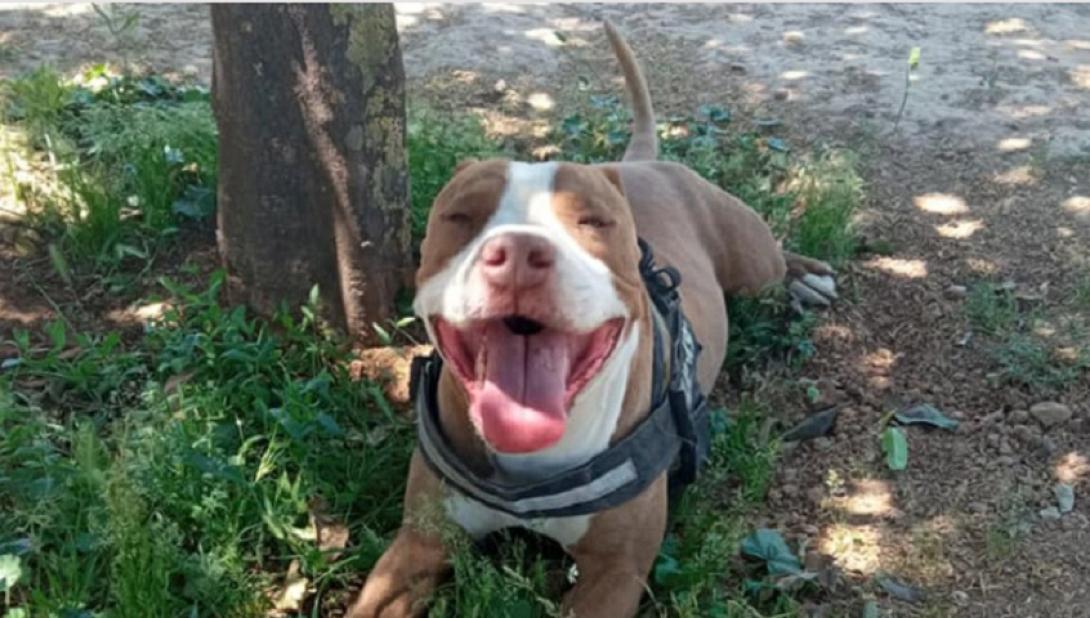 πιτμπουλ πυροβολισμος