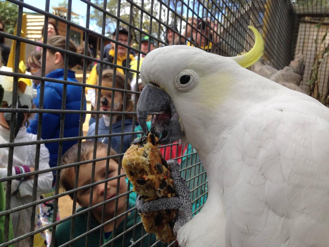 Αυστραλία: Η βασίλισσα έστειλε συγχαρητήρια κάρτα σε... αιωνόβιο παπαγάλο