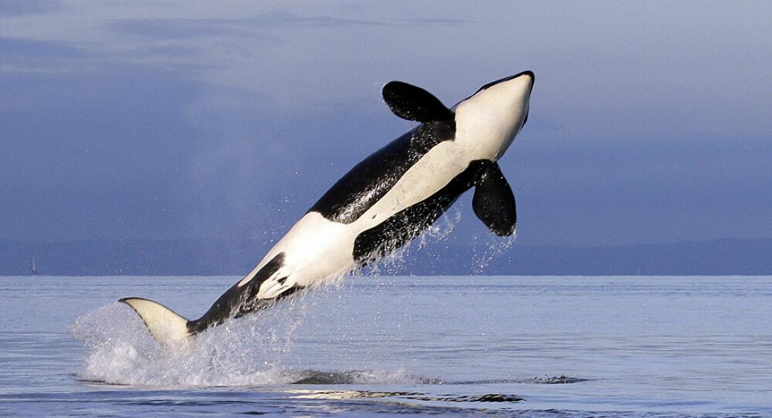 φάλαινα όρκα