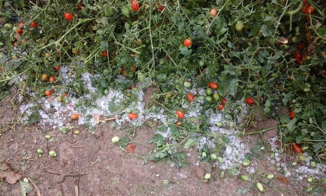 Οροπεδιο Λασιθιου