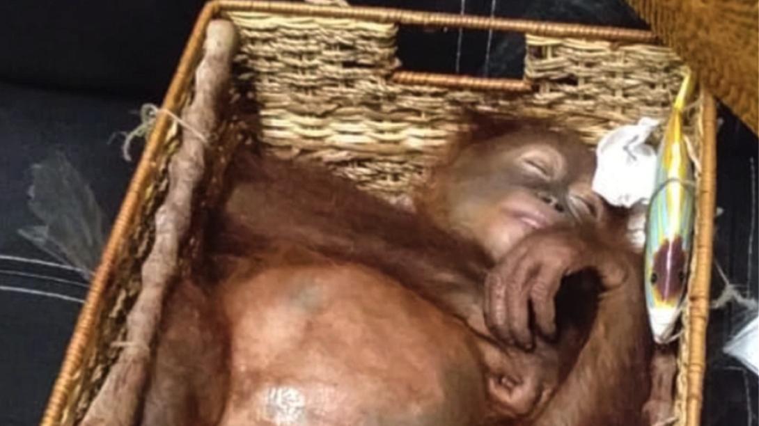 ουρακοτάγκος_βαλίτσα_τουρίστας