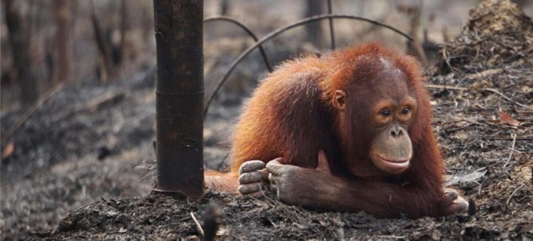 ουρακοτάγκος