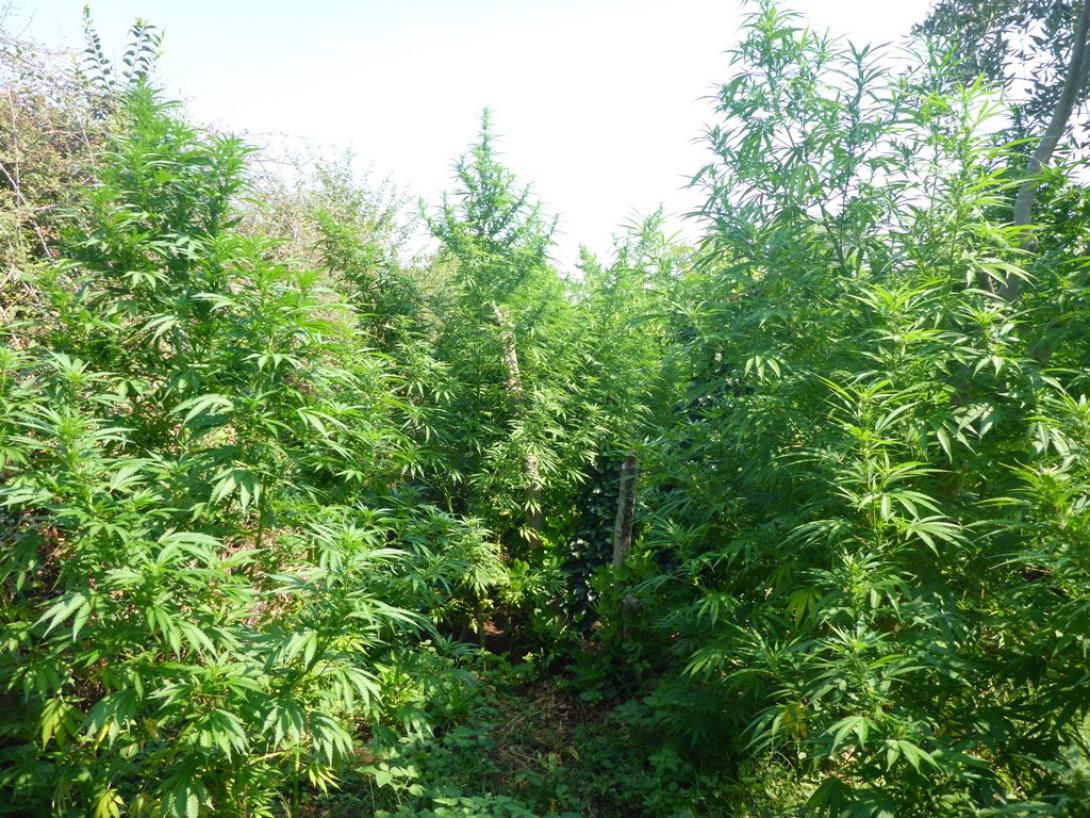 χασισοφυτεία χανιά