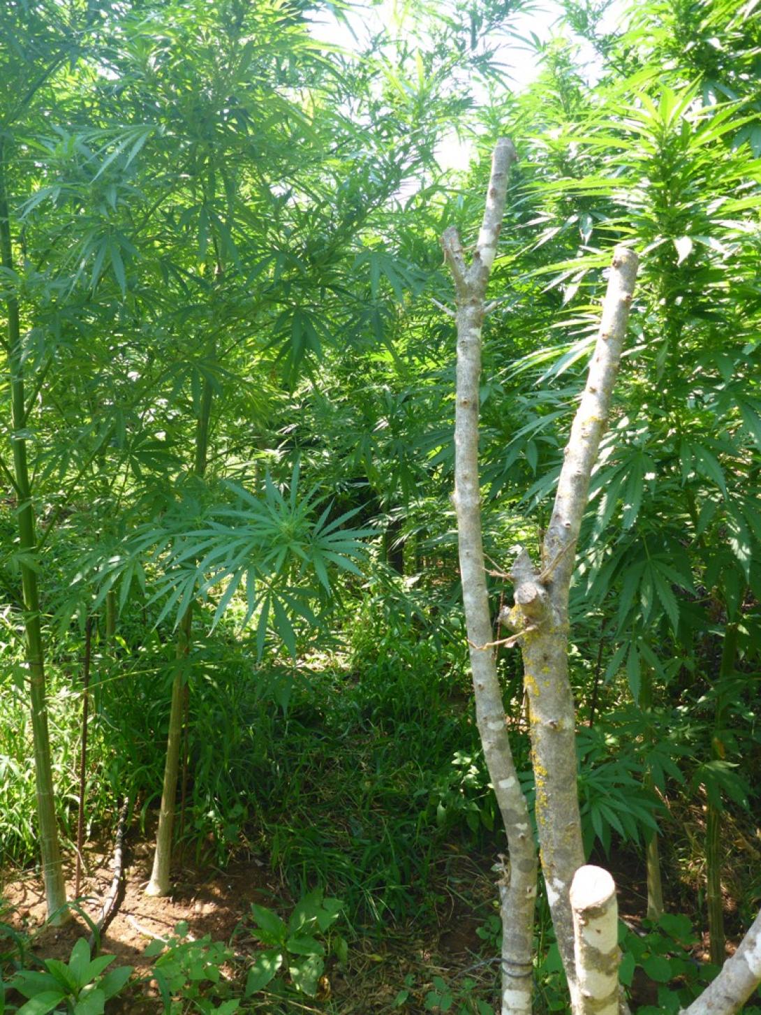 χασισοφυτεία χανιά