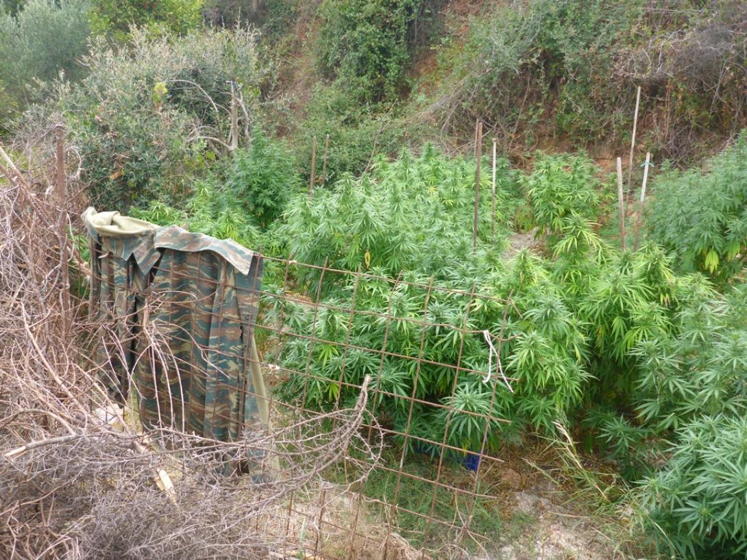 χασισοφυτεία χανιά